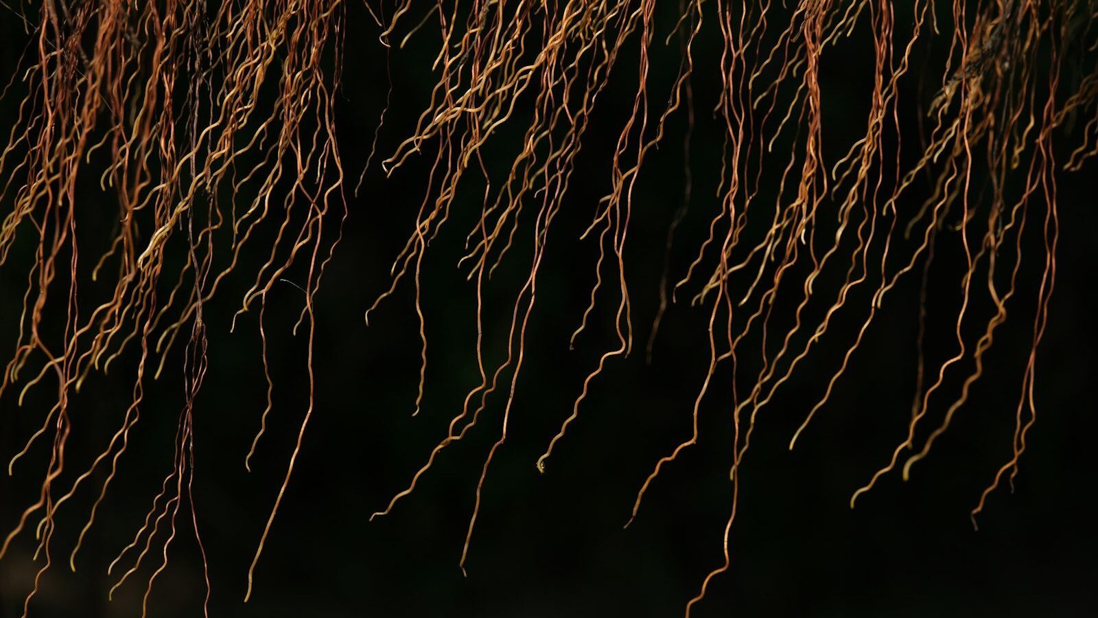 a close up of a bunch of tree branches