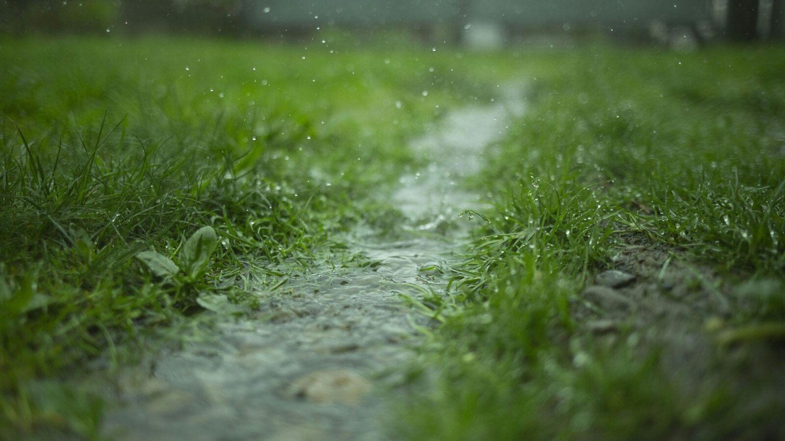 low-angle photography of green grass
