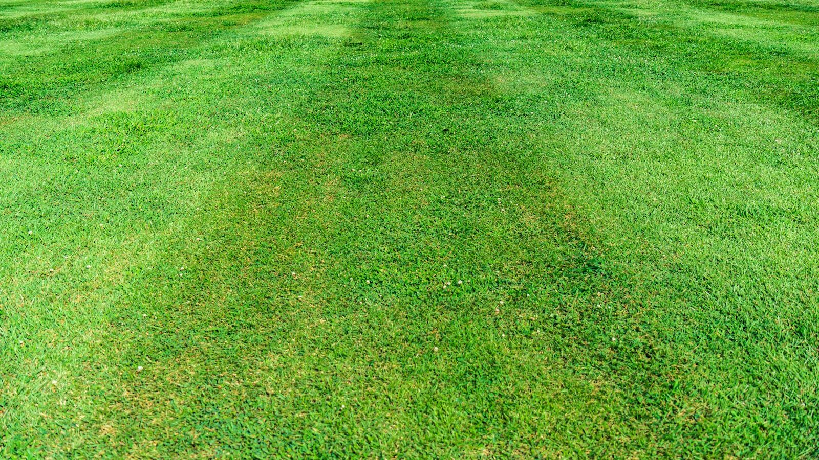 green grass field during daytime
