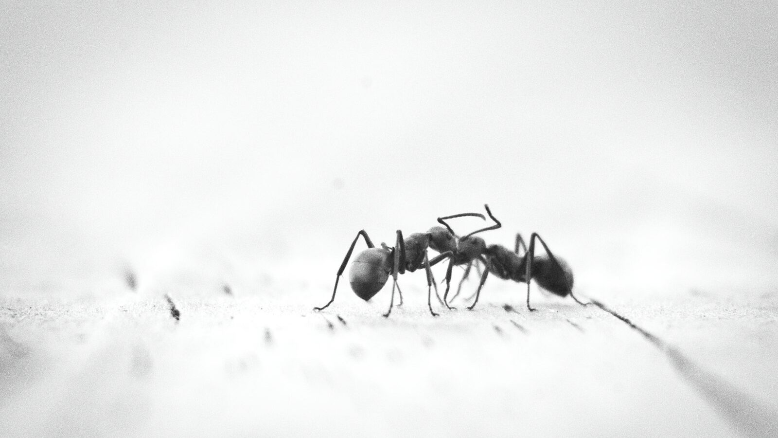 micro photography of two black ants on white panel