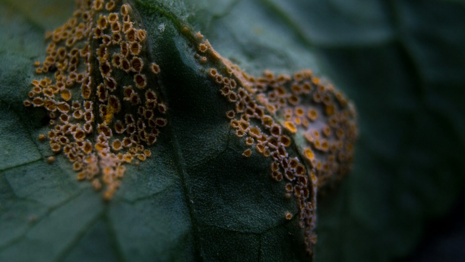 green and brown leaf plant