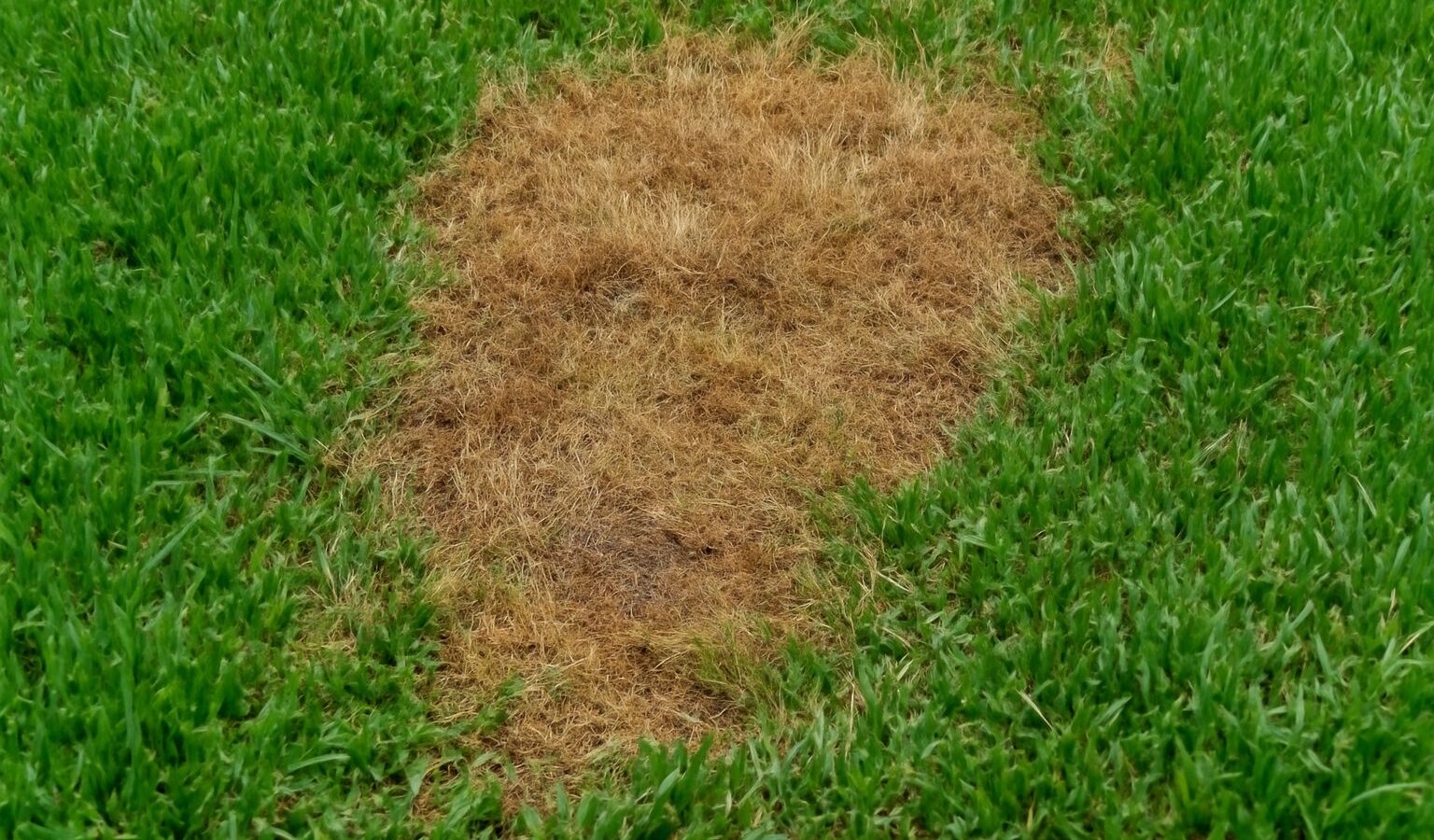 chinch bug lawn damage