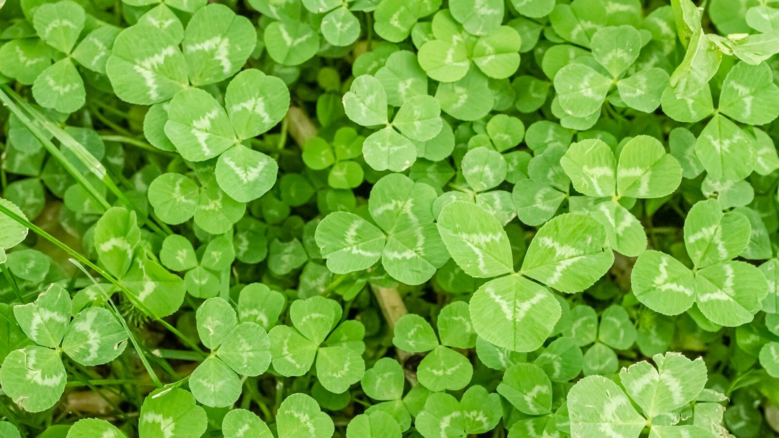 a close up of a bunch of green clovers