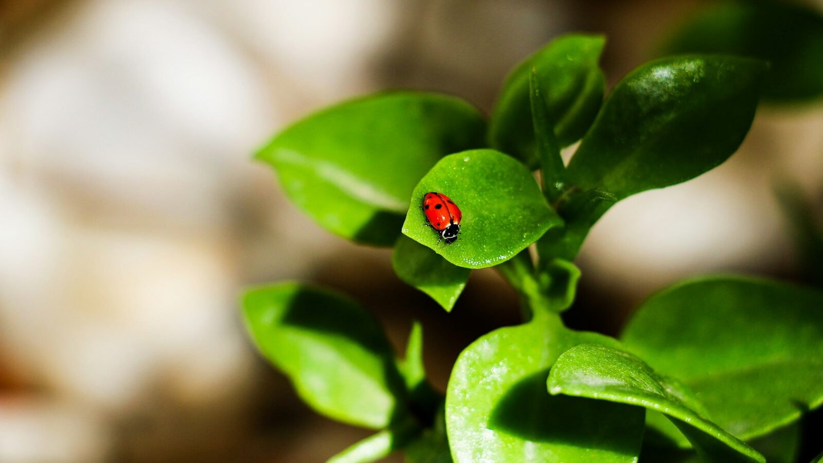 red ladybug on green leaf in close up photography during daytime