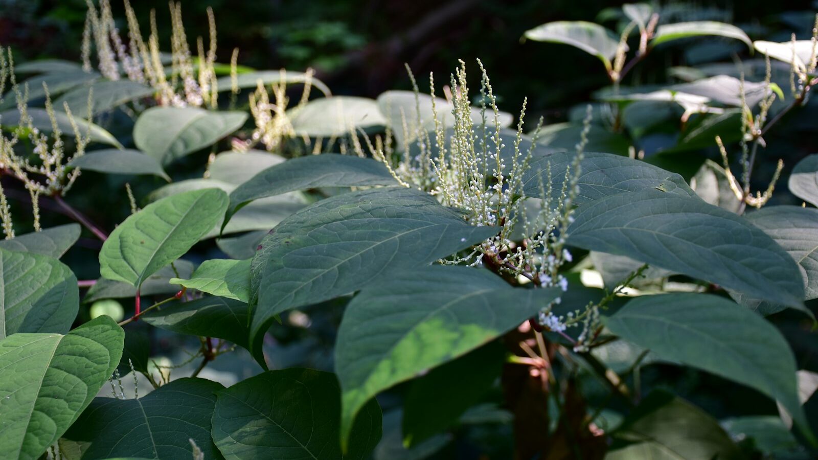a close up of a plant with many leaves