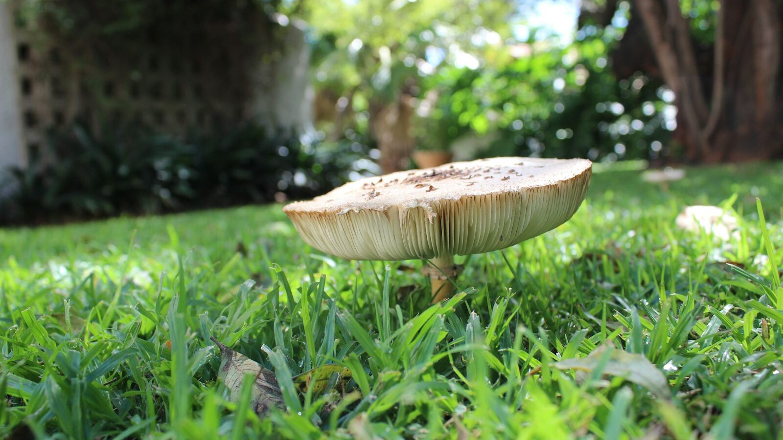a mushroom sitting on top of a lush green field