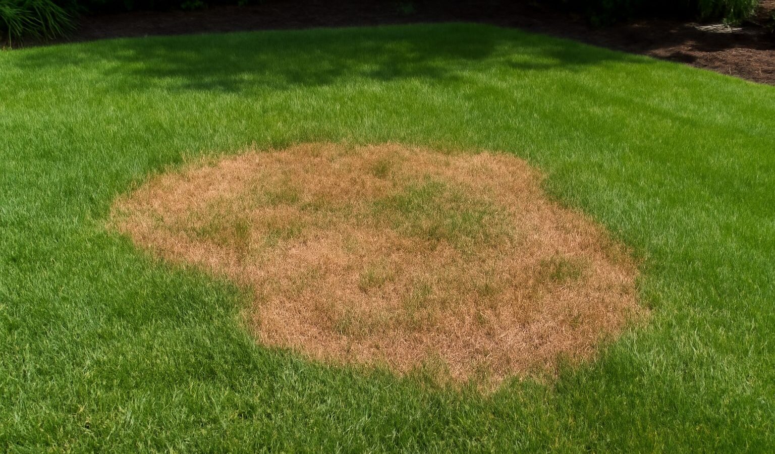 lawn fungus brown patch