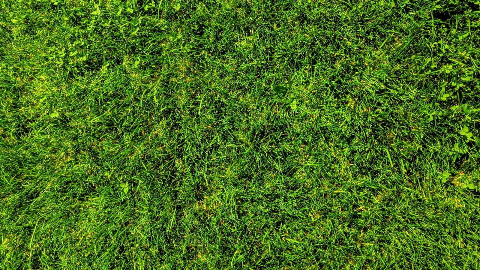 green grass field during daytime