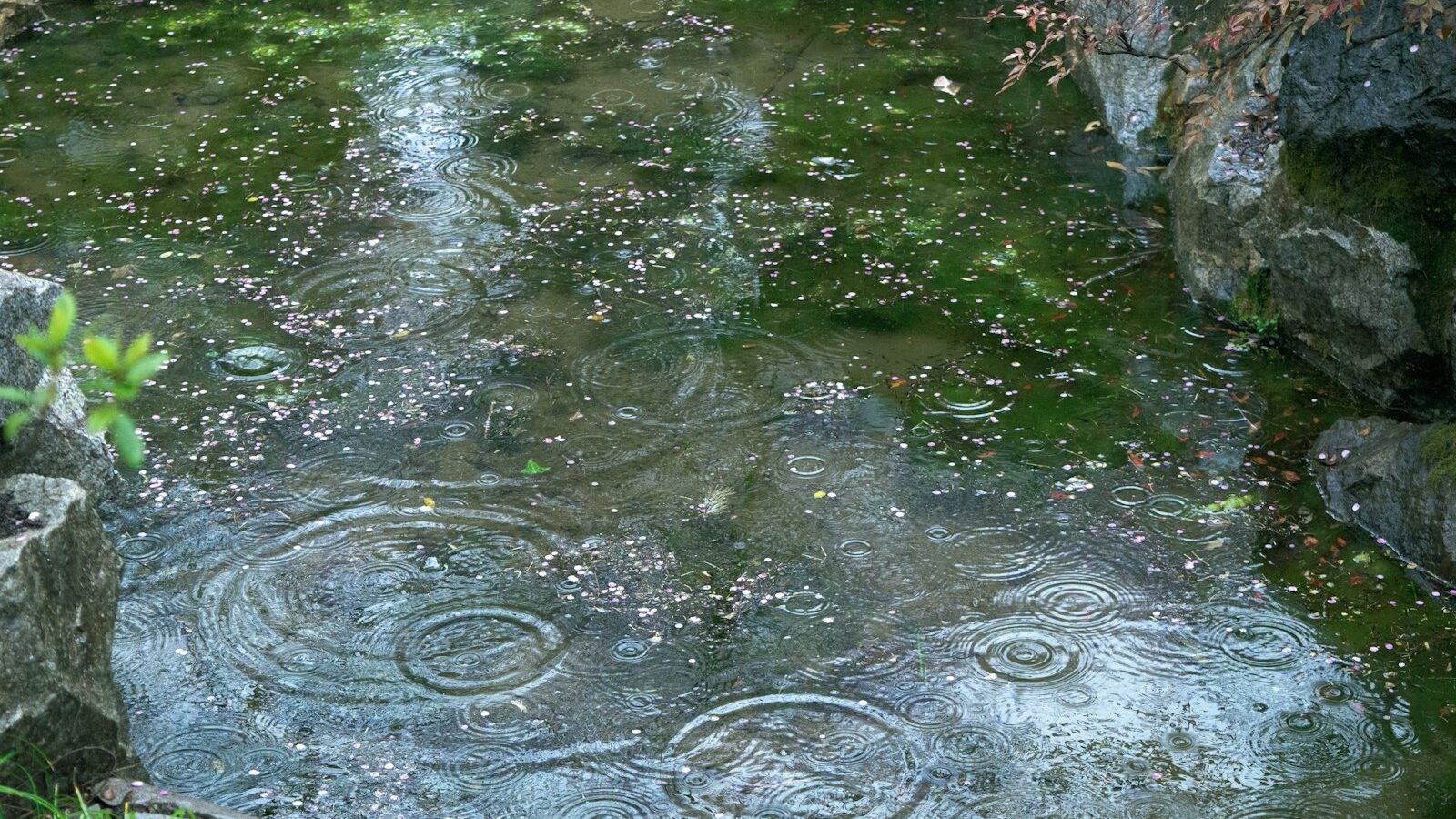 Raindrops creating ripples on a pond surface.
