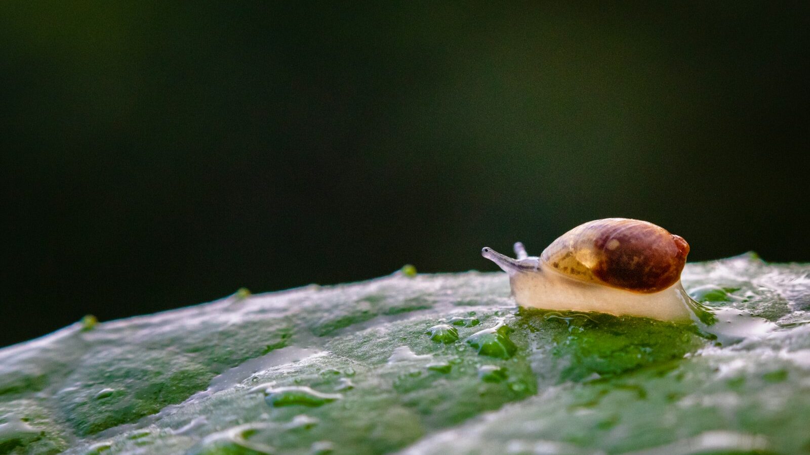 brown snail on green leaf