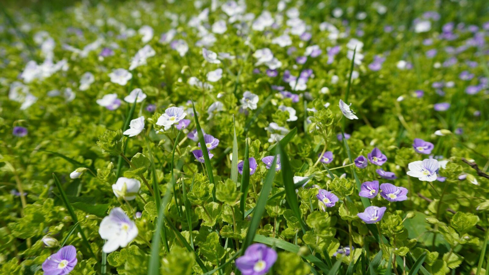 Small purple and white flowers in green grass