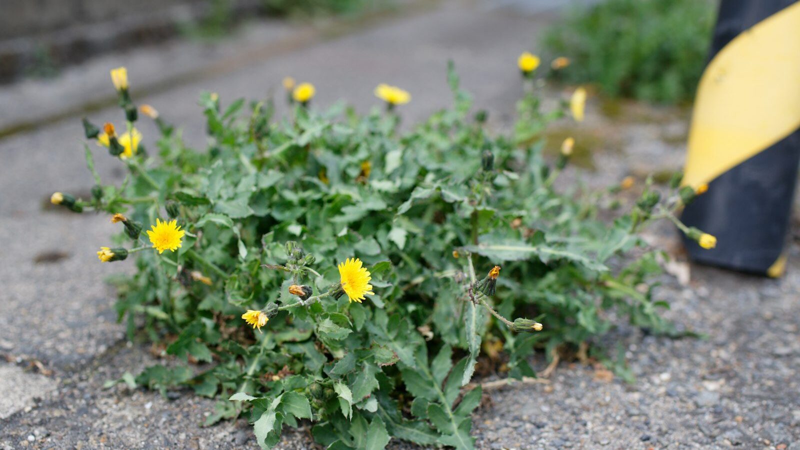 Yellow flowers and green leaves sprout from concrete.
