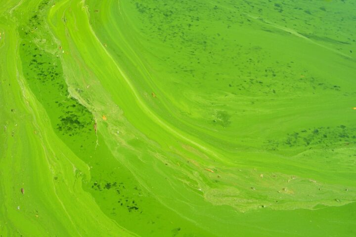 aerial photography of green grass