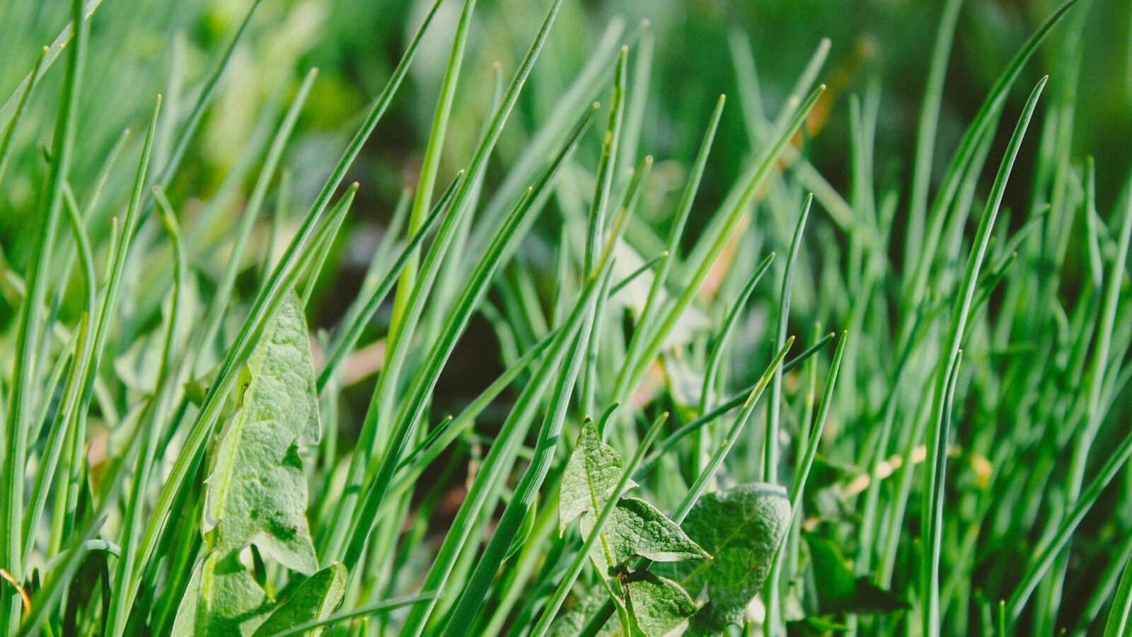 green grass at daytime