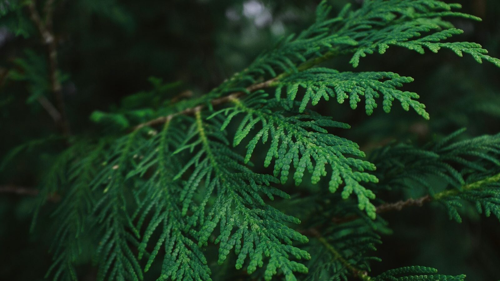 green leaf in close up photography