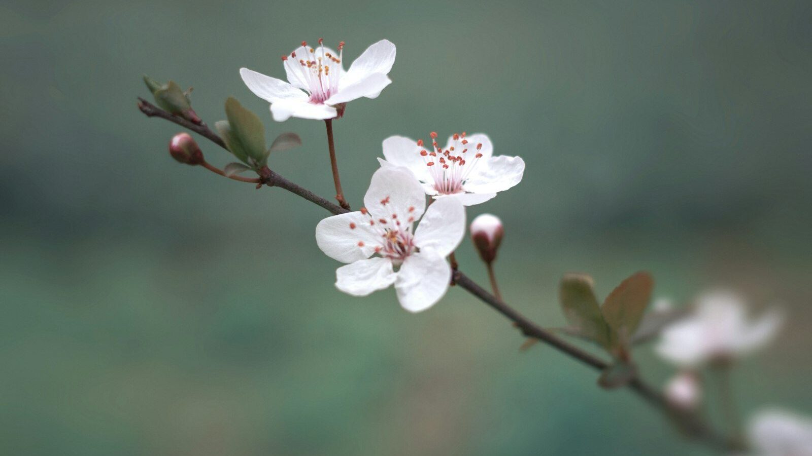 white cherry blossom in bloom during daytime