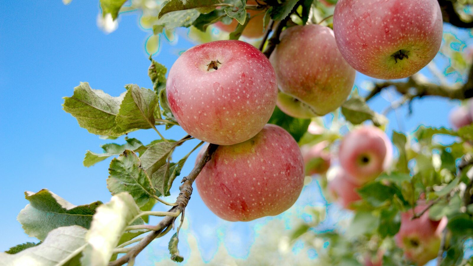 a bunch of apples hanging from a tree