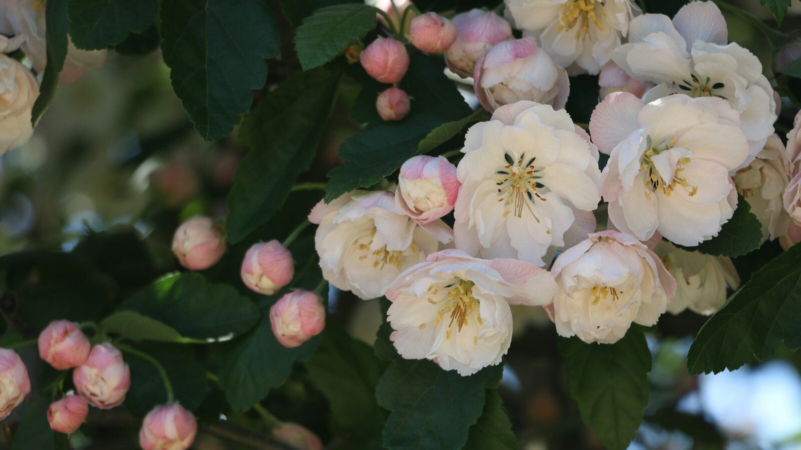white and pink flowers with green leaves