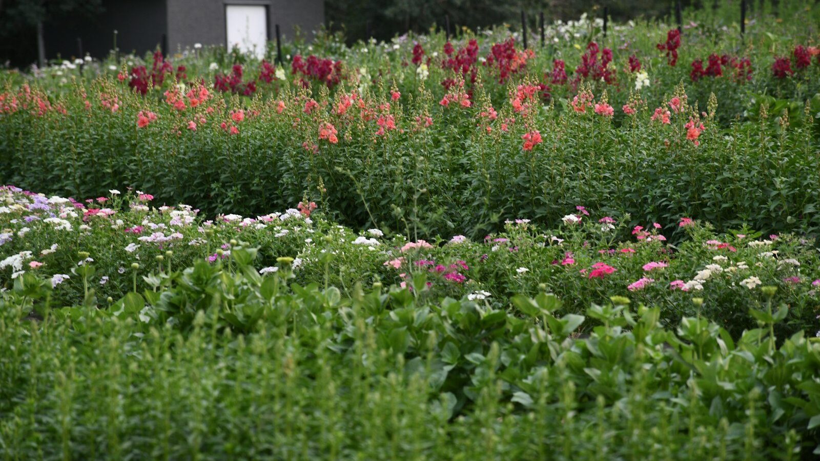 A field of flowers with a house in the background