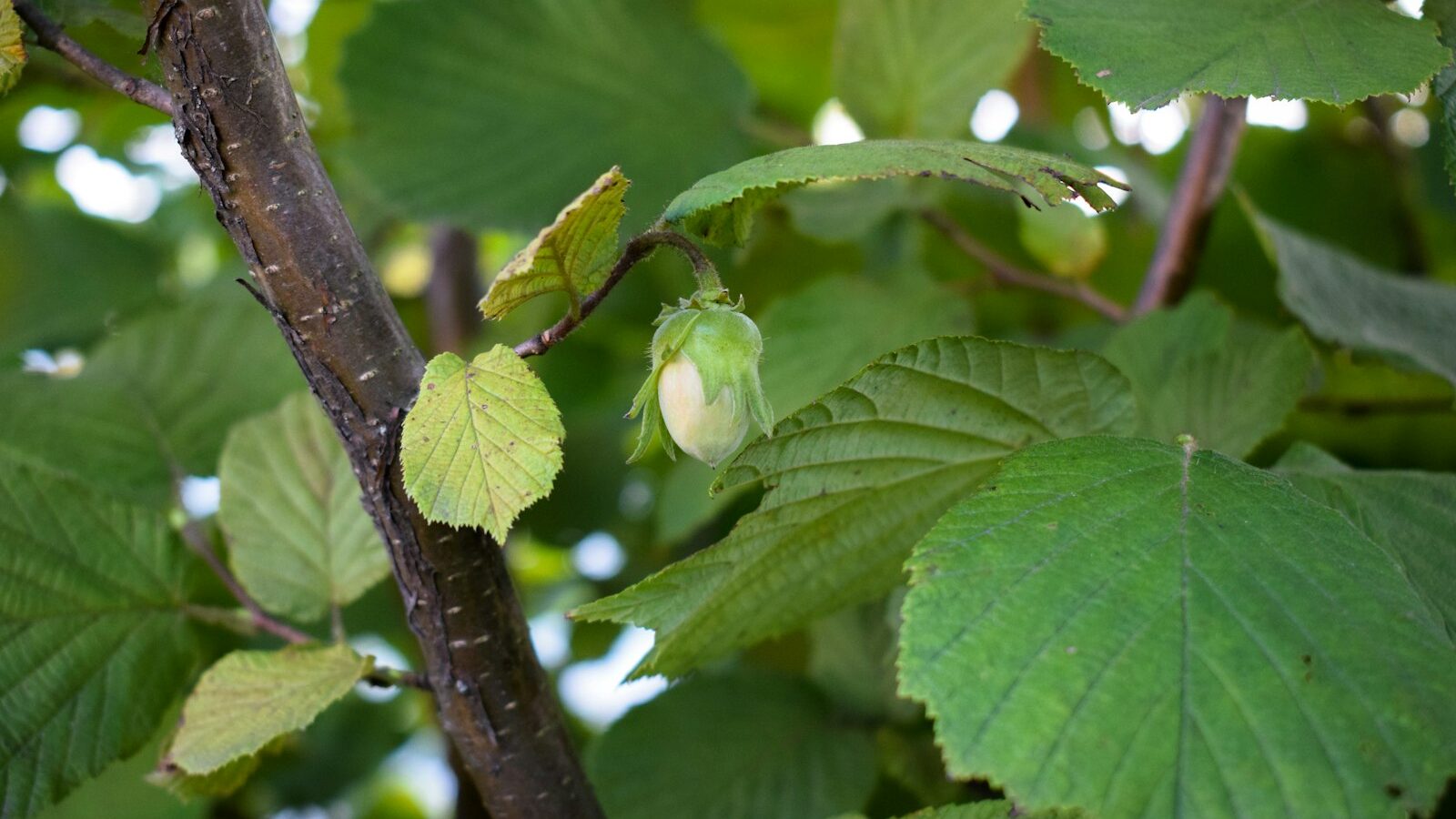 a green leafy tree with lots of green leaves