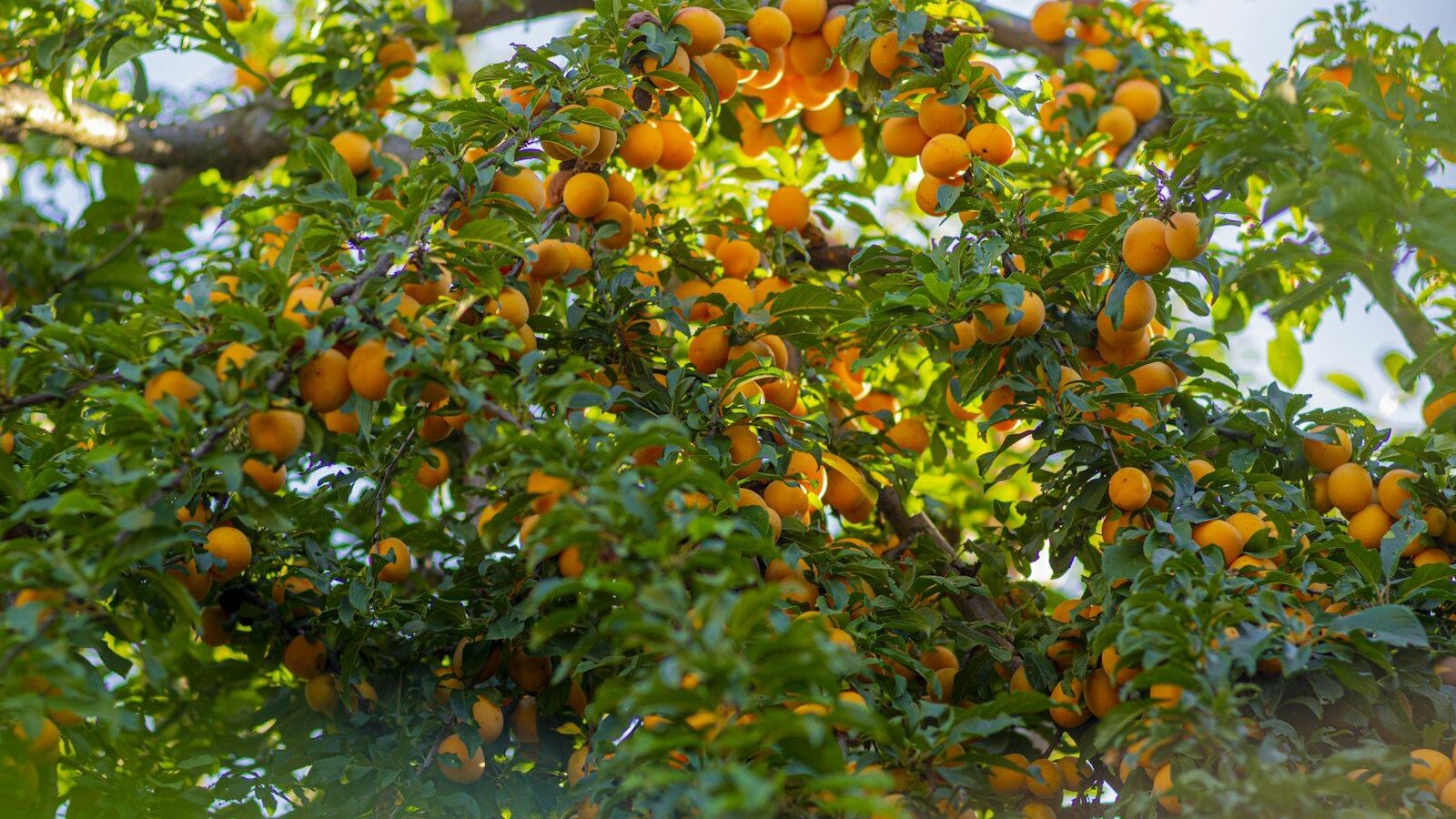 orange fruits on water during daytime