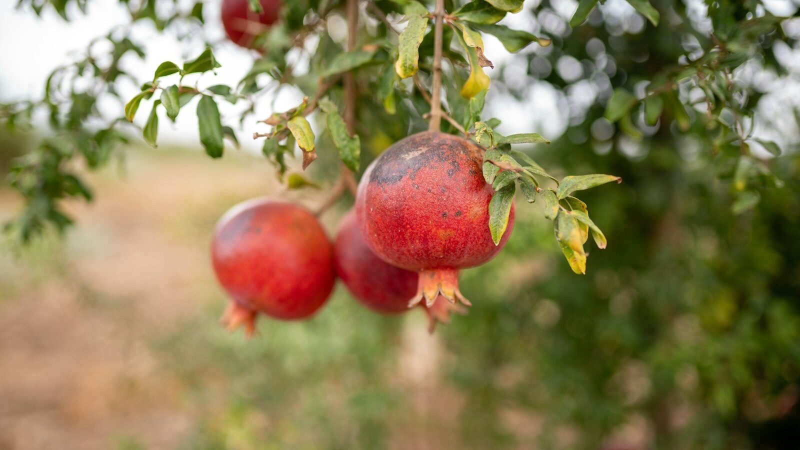 a bunch of pomegranates hanging from a tree