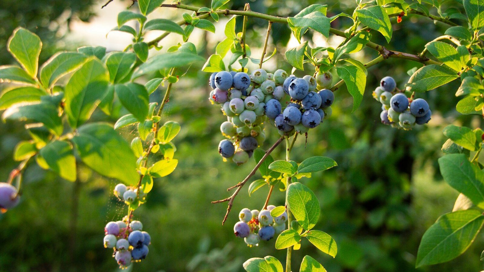 a bunch of blue berries hanging from a tree