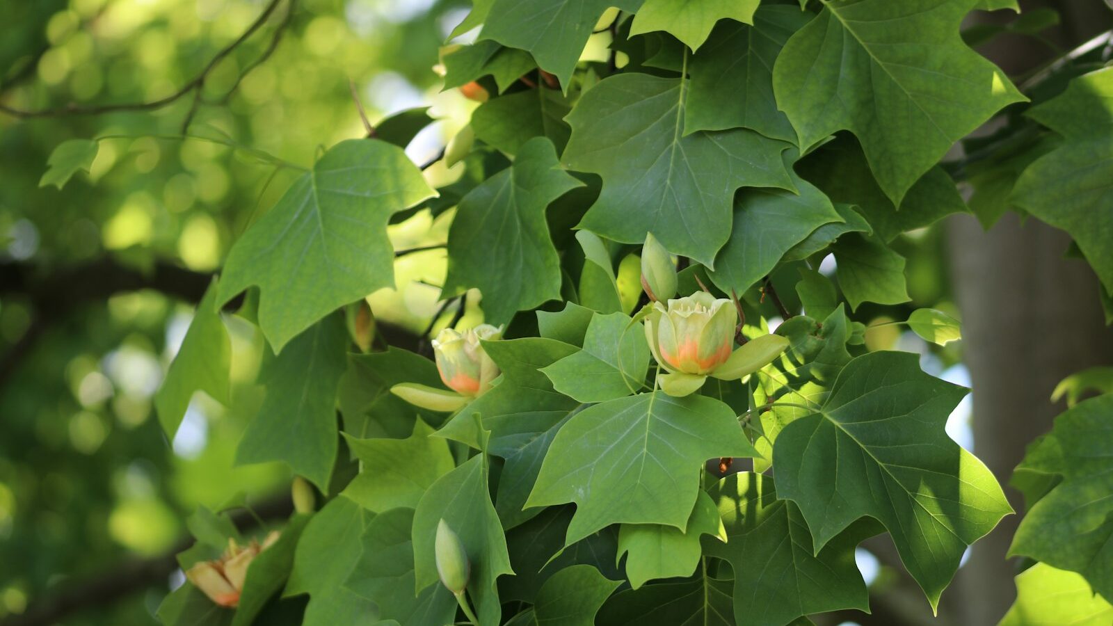 a close up of a tree with leaves and flowers
