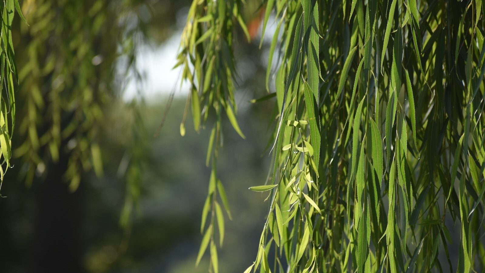 a close up of a tree with green leaves