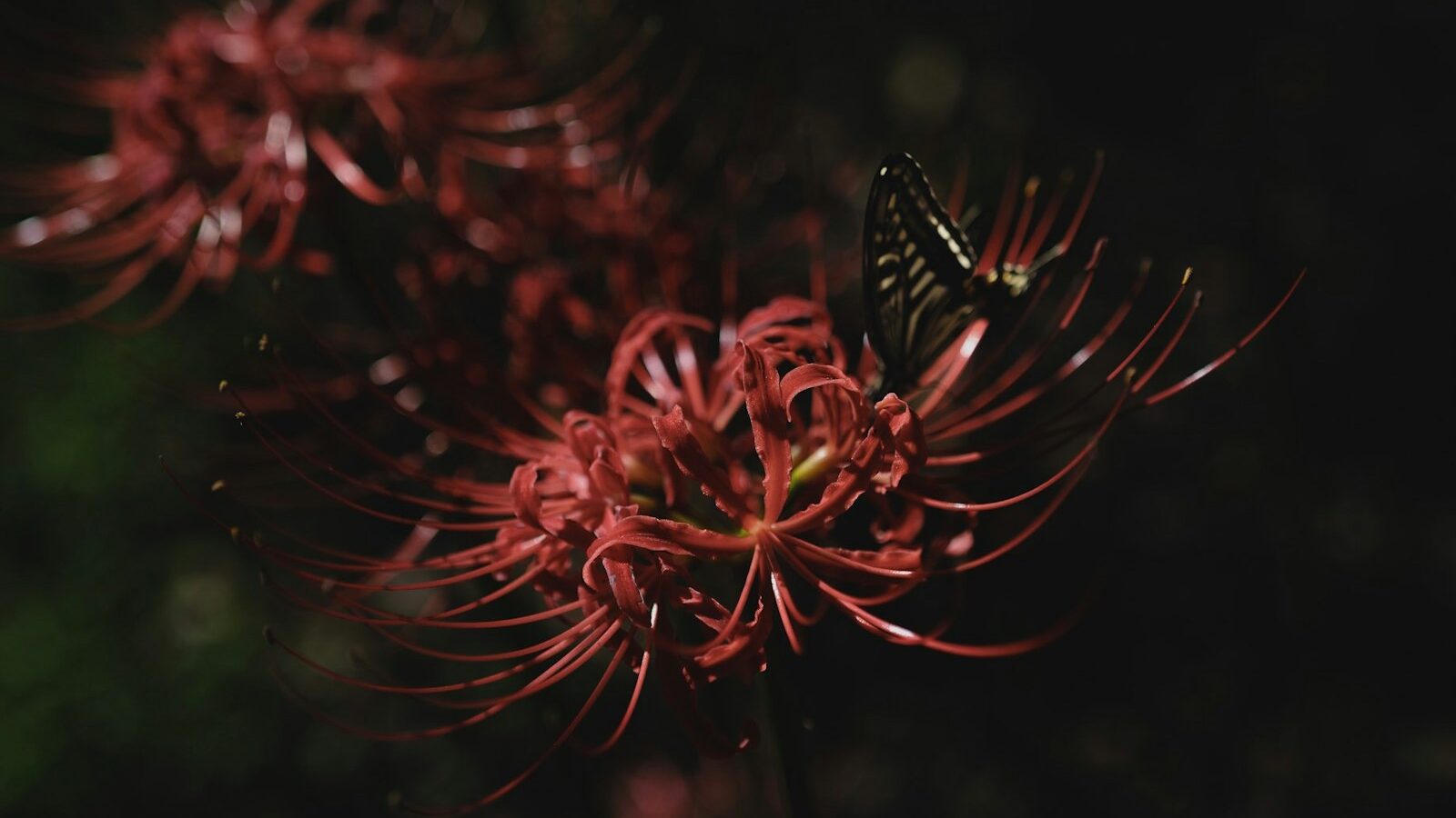 A close up of a flower with a butterfly on it