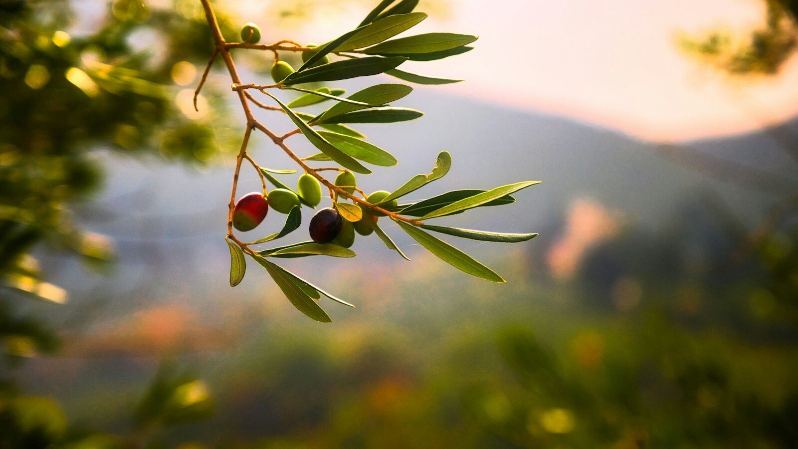 green plant with red round fruits