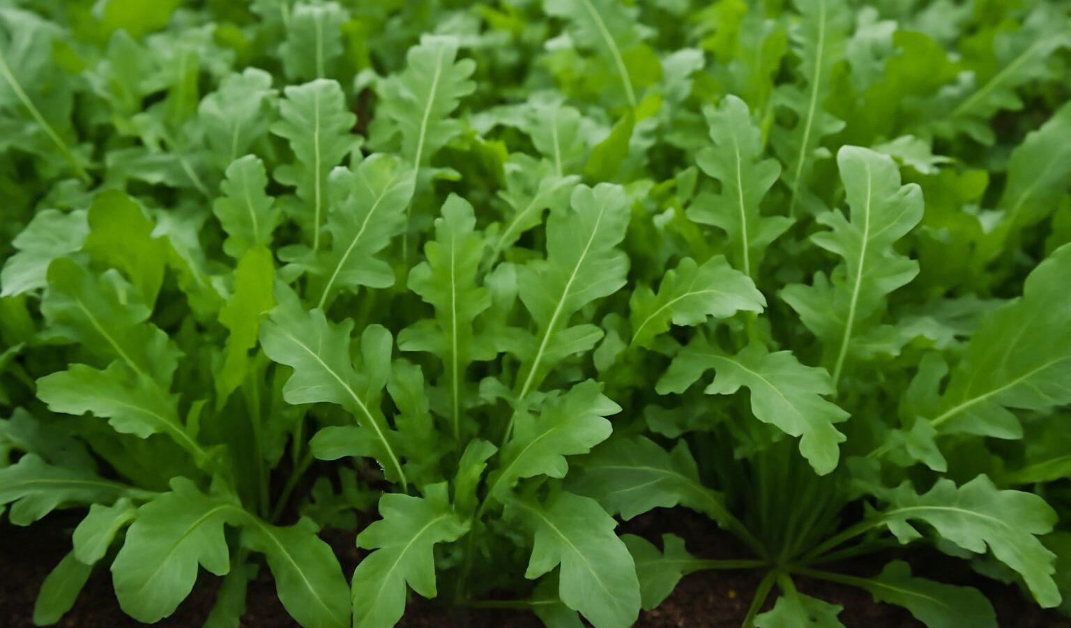 arugula leaves garden