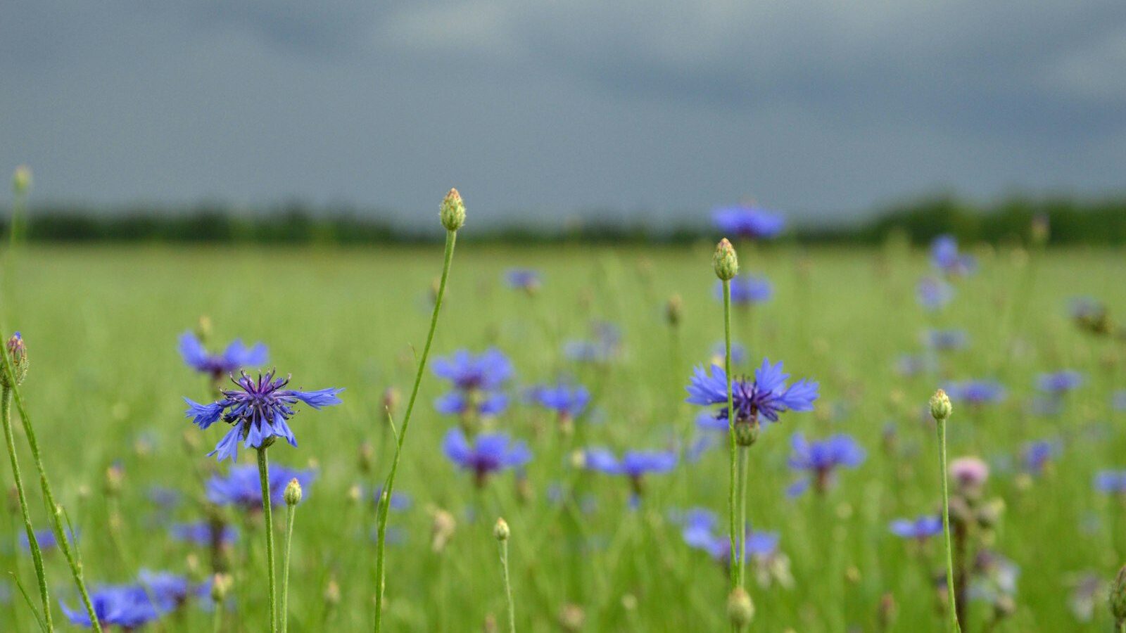 a field full of blue flowers under a cloudy sky