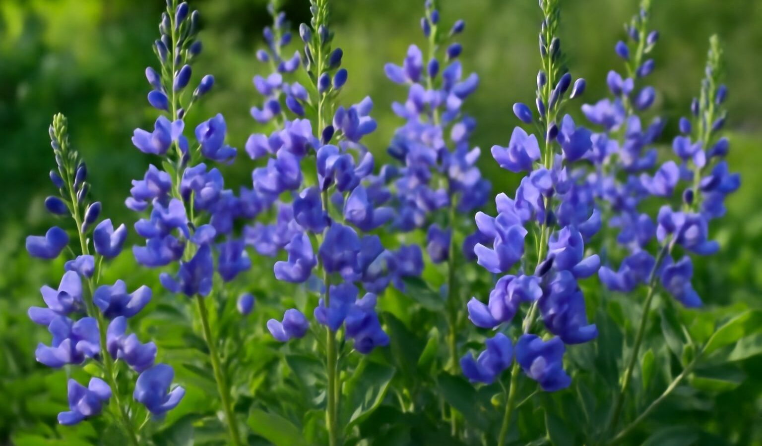 baptisia blue flowers
