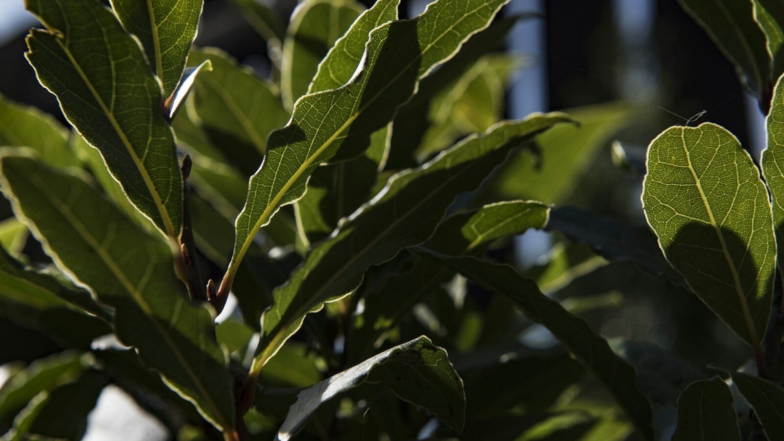 green leaf plant