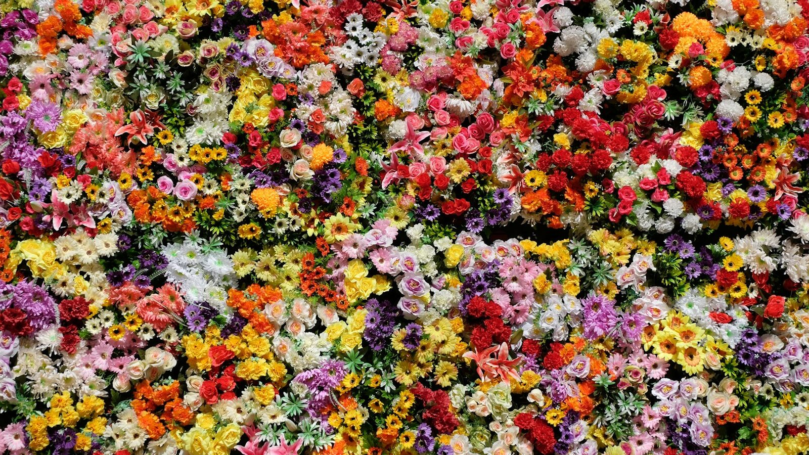 red yellow and white flower petals