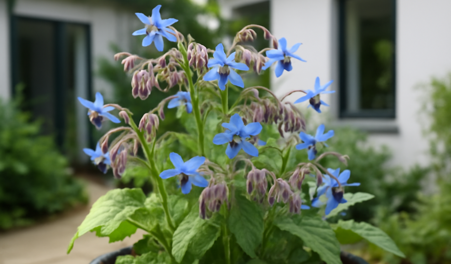 Grow Borage: Edible Blue Flowers for Bees