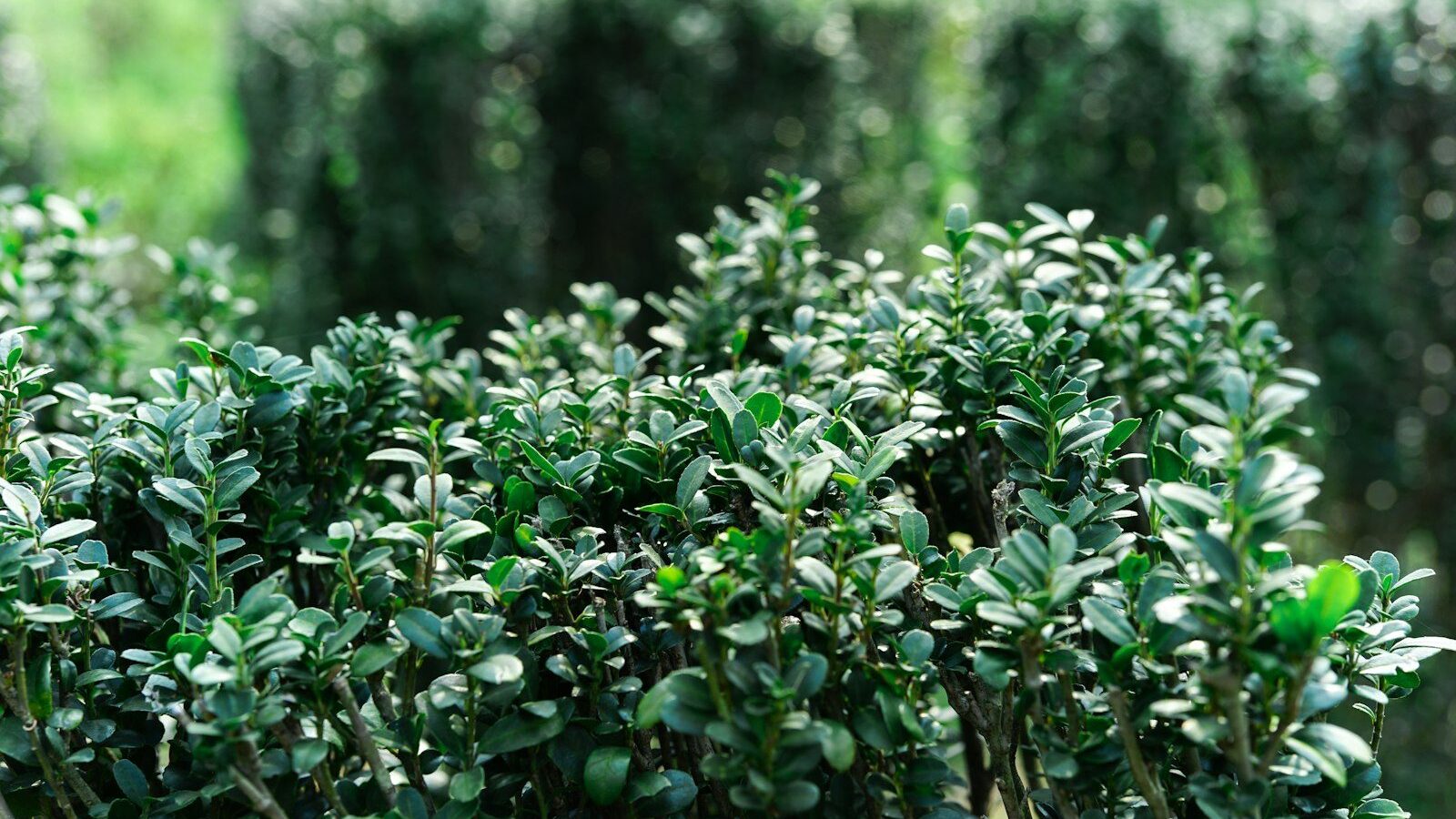 Green bushes in a garden with shallow depth of field