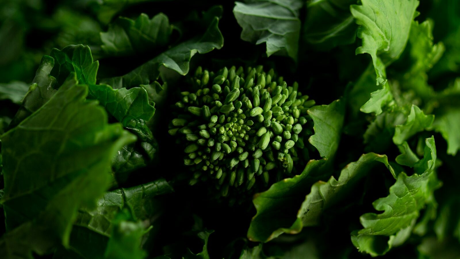 green leaves in close up photography