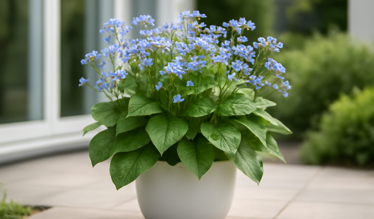 Grow Brunnera