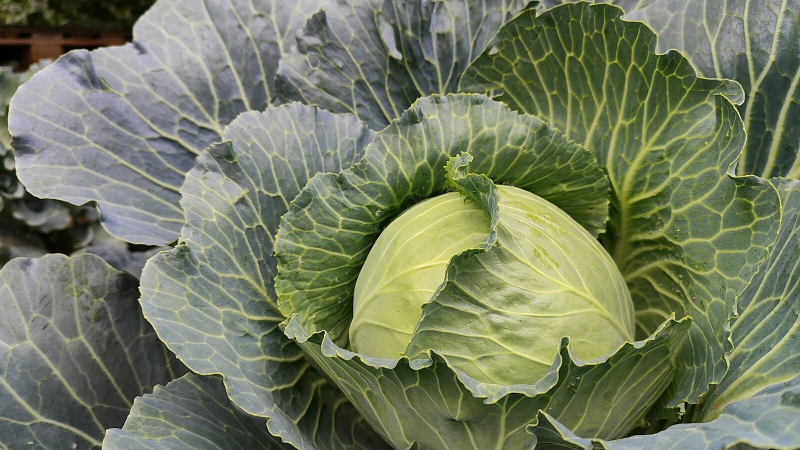 a head of cabbage growing in a garden
