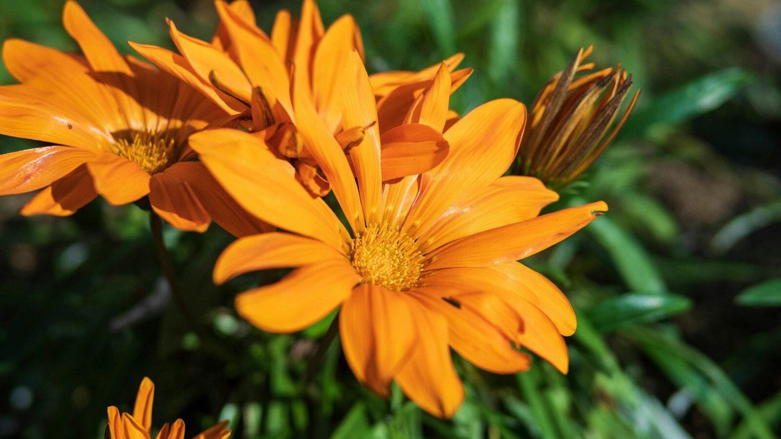 a group of yellow flowers