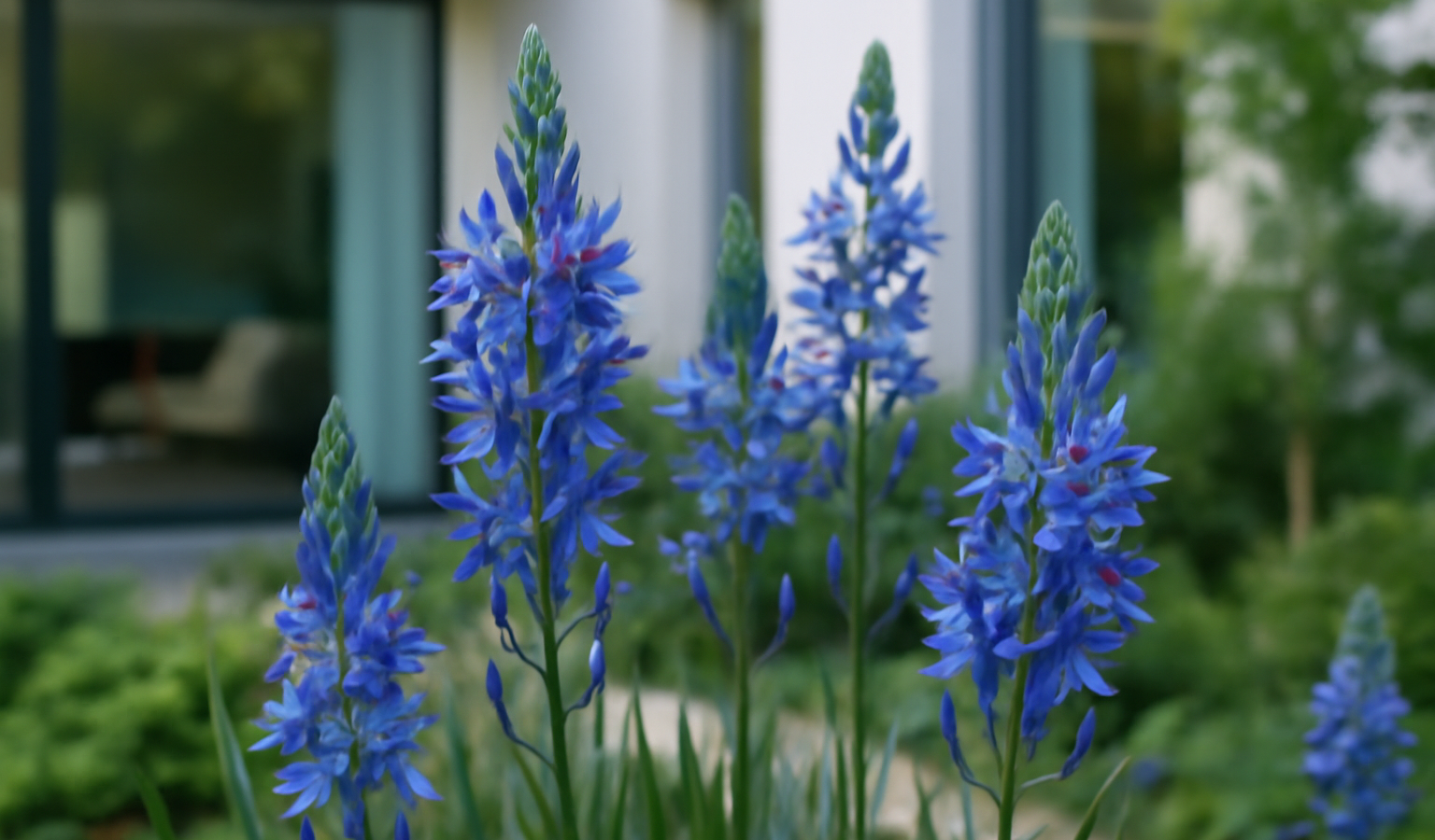 Grow Camassia : Blue Spires for Damp Meadows