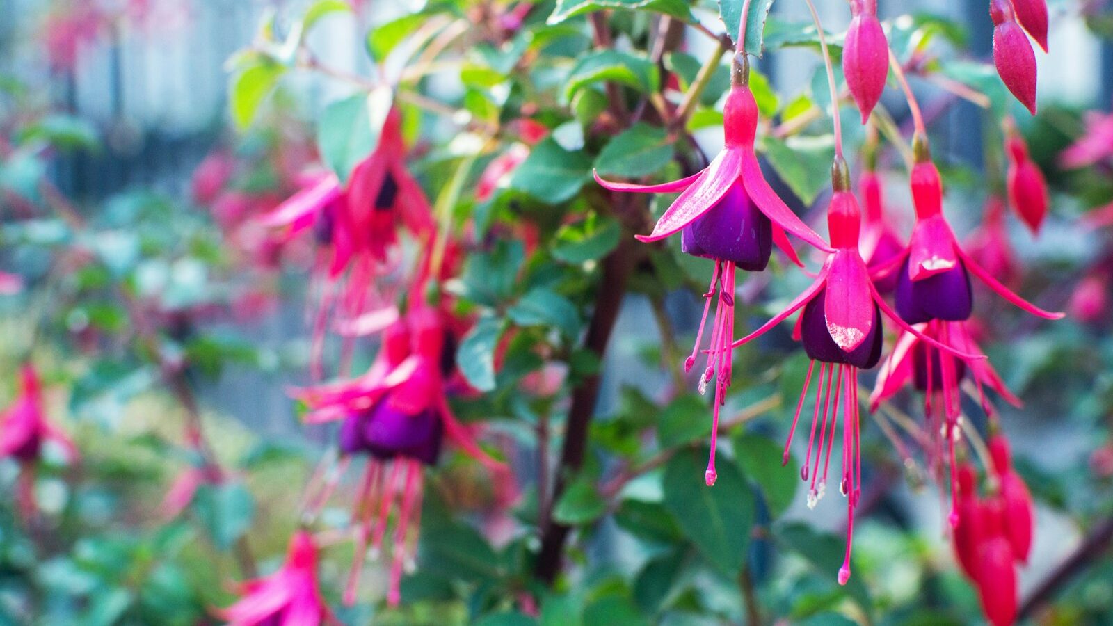 A bunch of pink flowers hanging from a tree