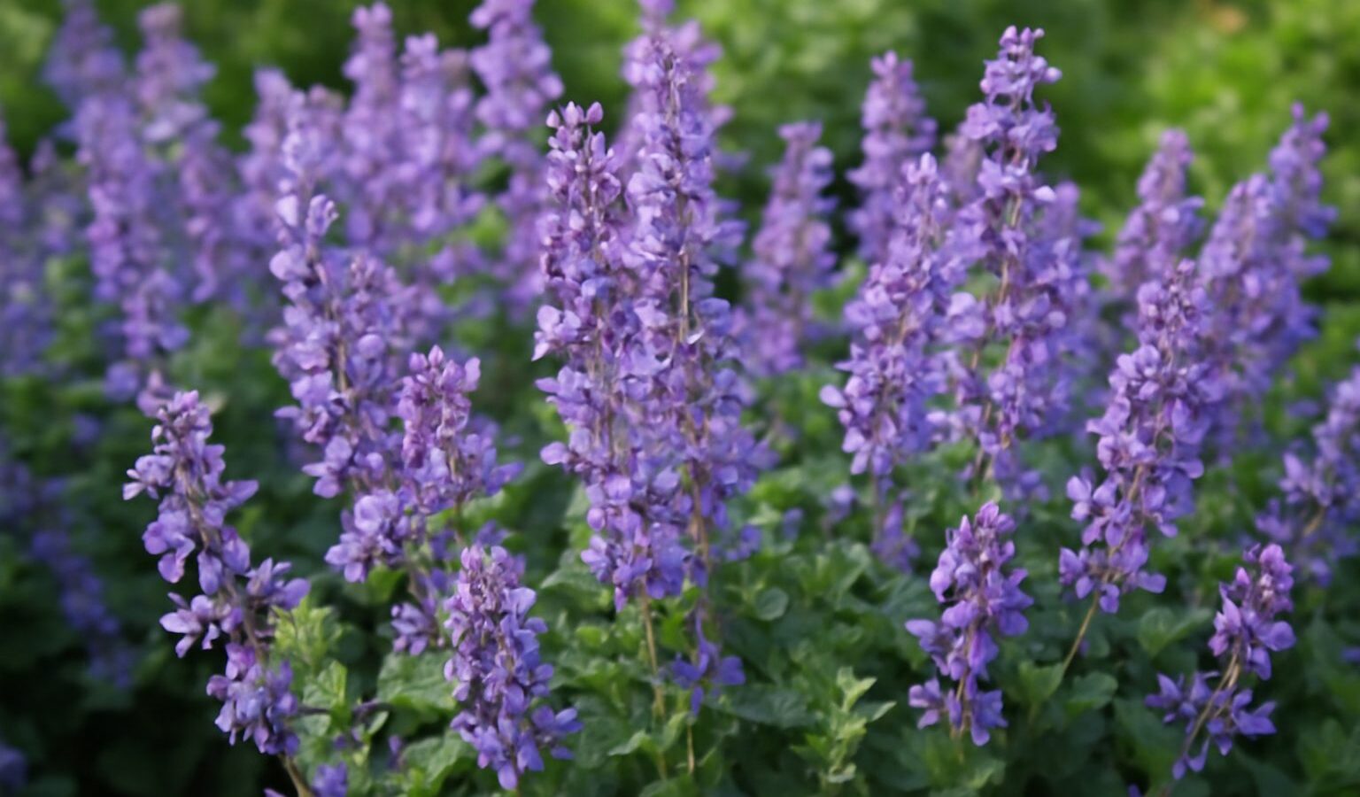 catmint purple flowers