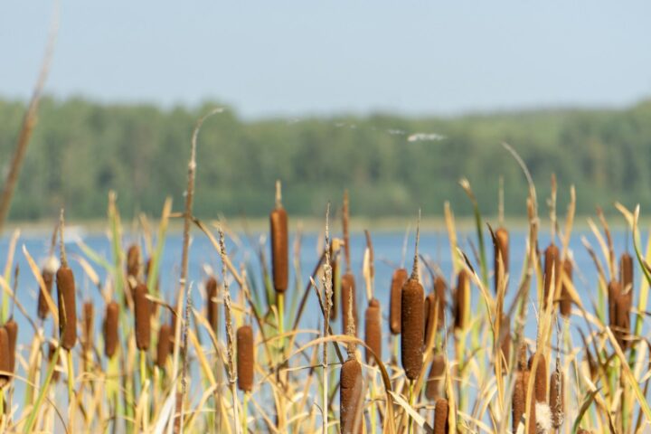 brown wheat field during daytime