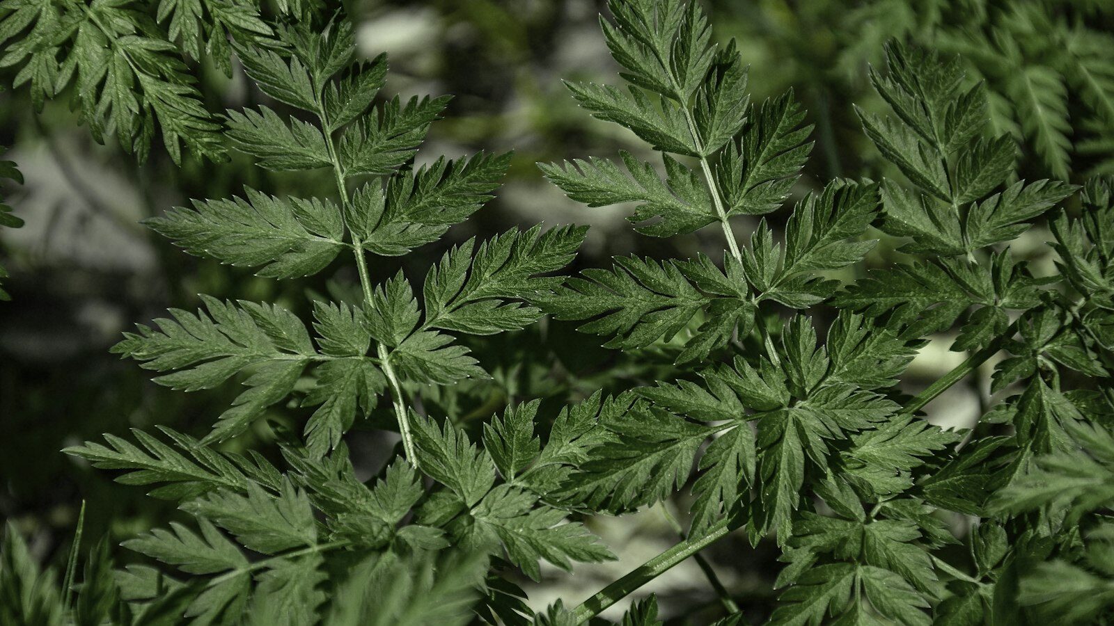 Close-up of green fern leaves with intricate details