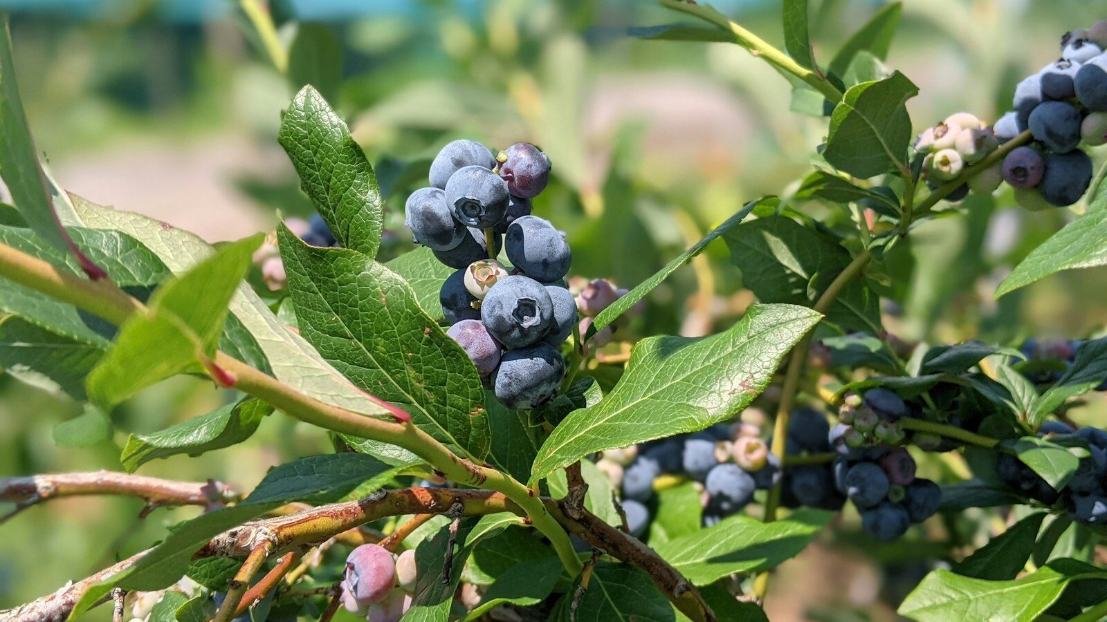 a bush with blue berries growing on it