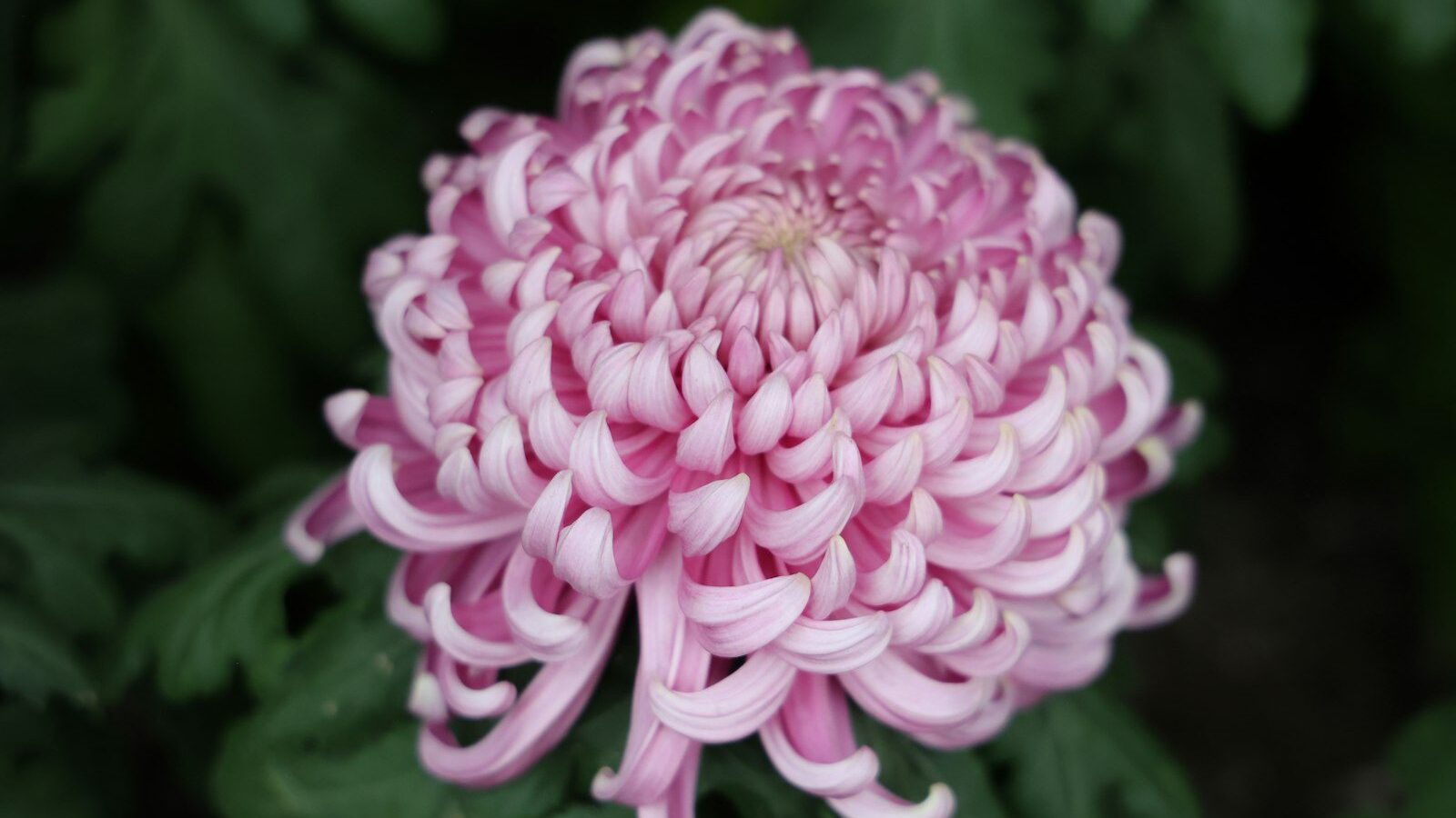 a close up of a flower