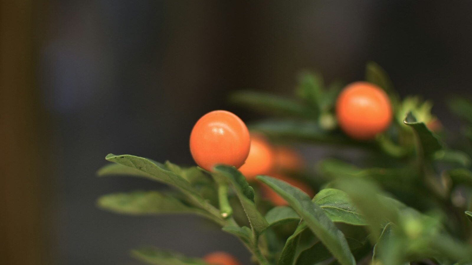 A close up of a plant with orange berries on it